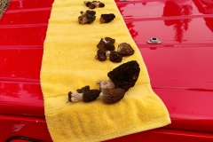 morels2