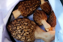 morels3