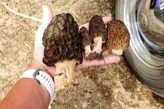 morels4